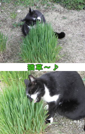猫草ムシャムシャ