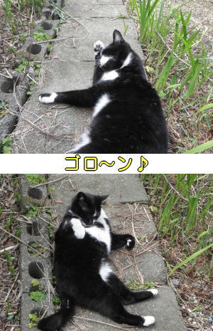 毛づくろい