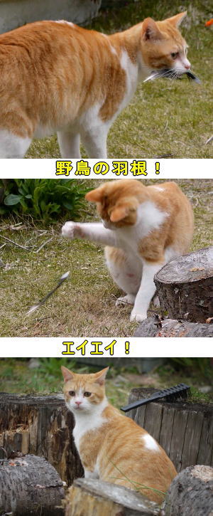 鳥の羽根