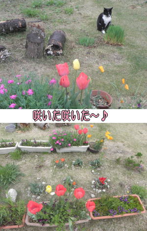咲いた咲いた