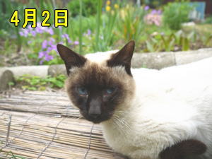 4月2日