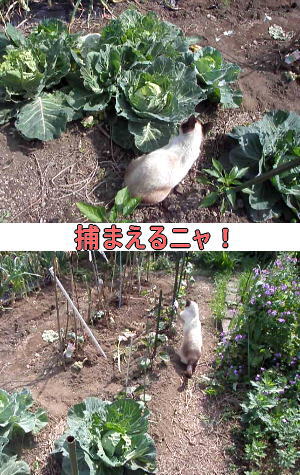 蝶を狙う