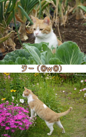 覗き