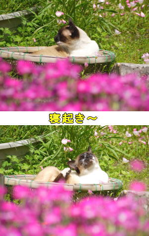 寝起き