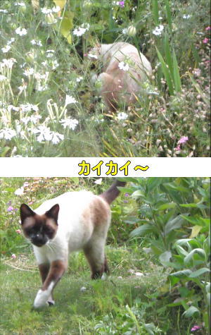 カイカイ