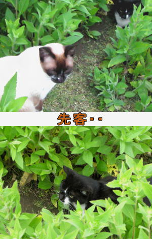 先客