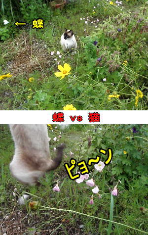 モンシロチョウ