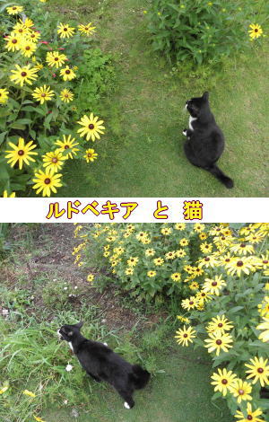 ルドベキア