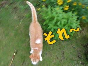 再び追いかける