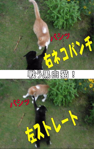 猫パンチ