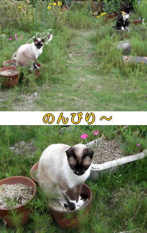 植木鉢猫