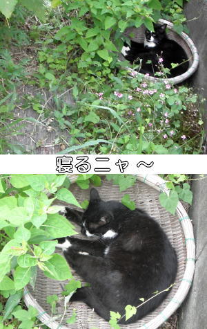 かご猫1