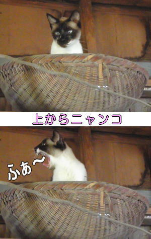 かご猫2