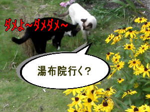 ダメよダメダメ