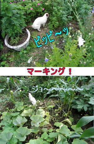 マーキング
