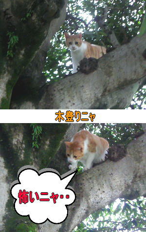 木の上