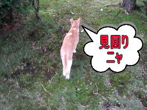 見回り
