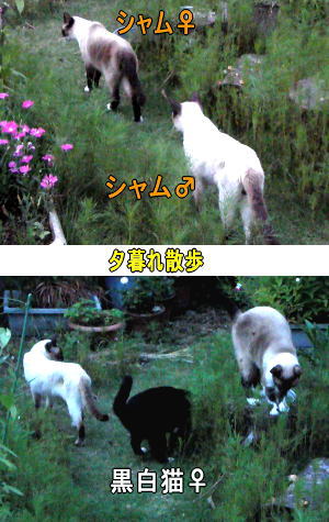 集合
