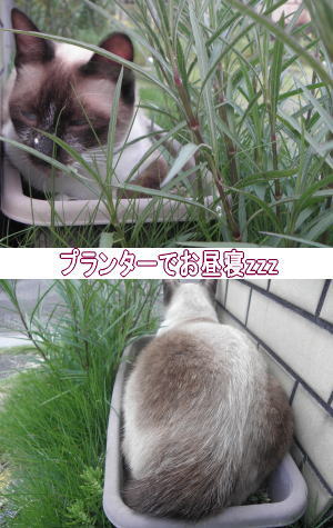 プランター猫
