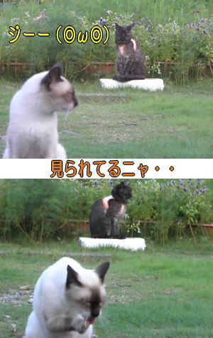ペロペロ