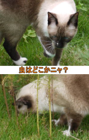 虫とシャムネコ♀
