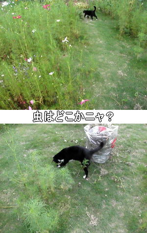 虫発見!