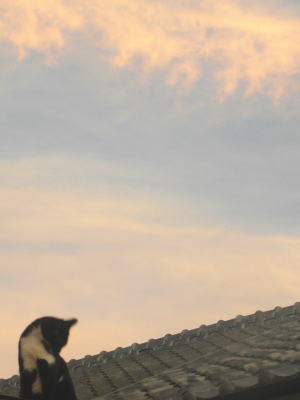 屋根の上の猫