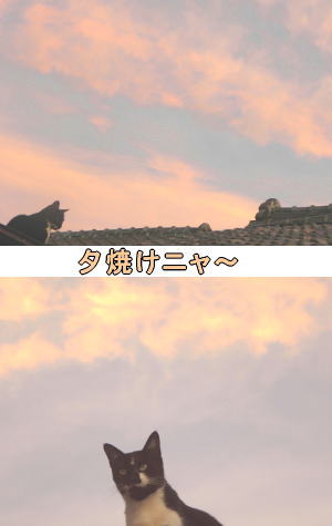 夕焼けニャンニャン