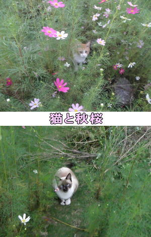 茶トラ&メスシャム