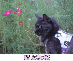 アズ