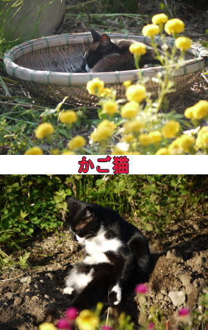 かご猫