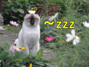 眠い猫