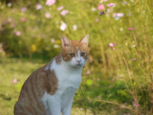 茶トラ猫
