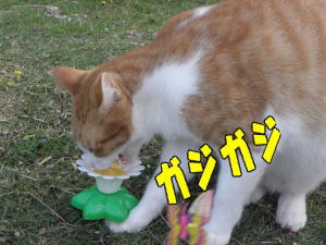 齧る