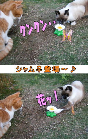 シャムネコ&くるkるバタフライ
