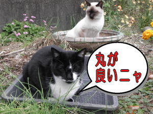 二匹のカゴ猫