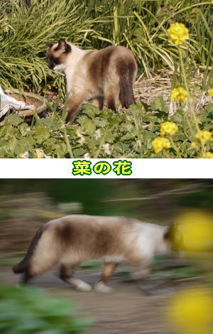 シャム猫♀
