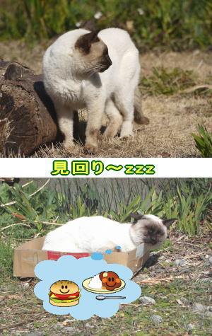 シャム猫♂