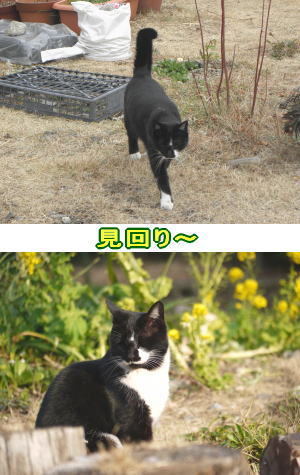 黒白猫♀