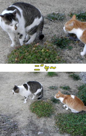 迷い猫VS茶トラ白猫