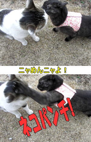 迷い猫VSアズ