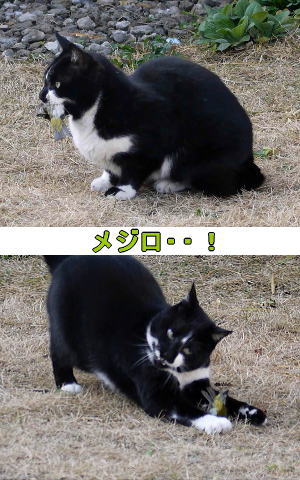 ハンター猫