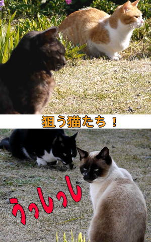 ハイエナ猫