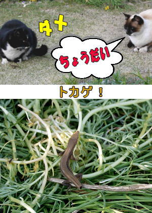 トカゲ
