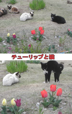 チューリップと猫