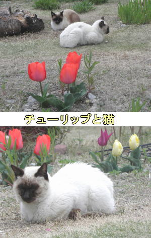 チューリップとシャム猫