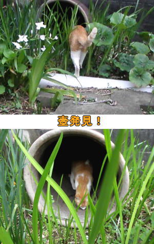 壺発見