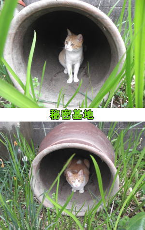 秘密基地