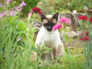シャム猫♀