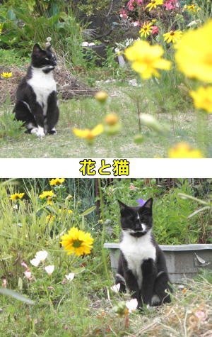 お花